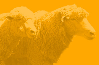 親近 ‧ 清境綿羊環繞的茶園步道