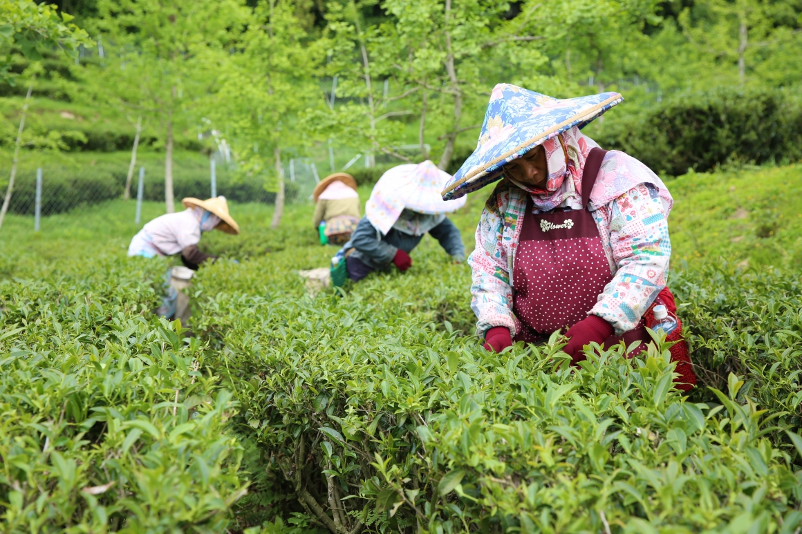 宿霧茶3 宿霧茶3