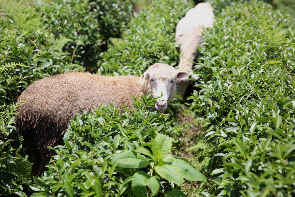 宿霧茶6 宿霧茶6