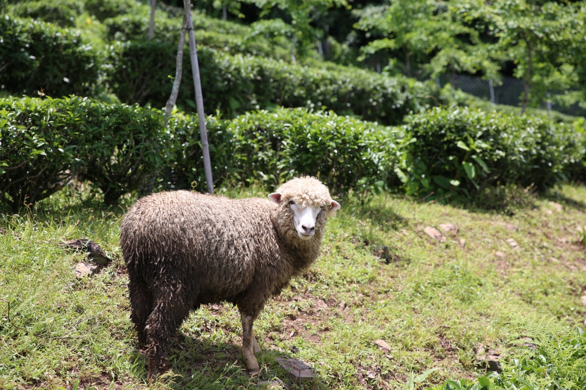 宿霧茶7 宿霧茶7