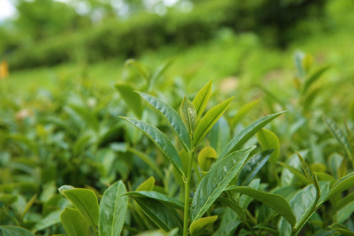 宿霧茶4 宿霧茶4